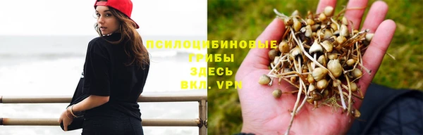 прущие грибы Балахна