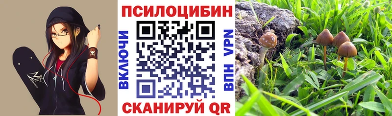 Галлюциногенные грибы Cubensis  Мглин 